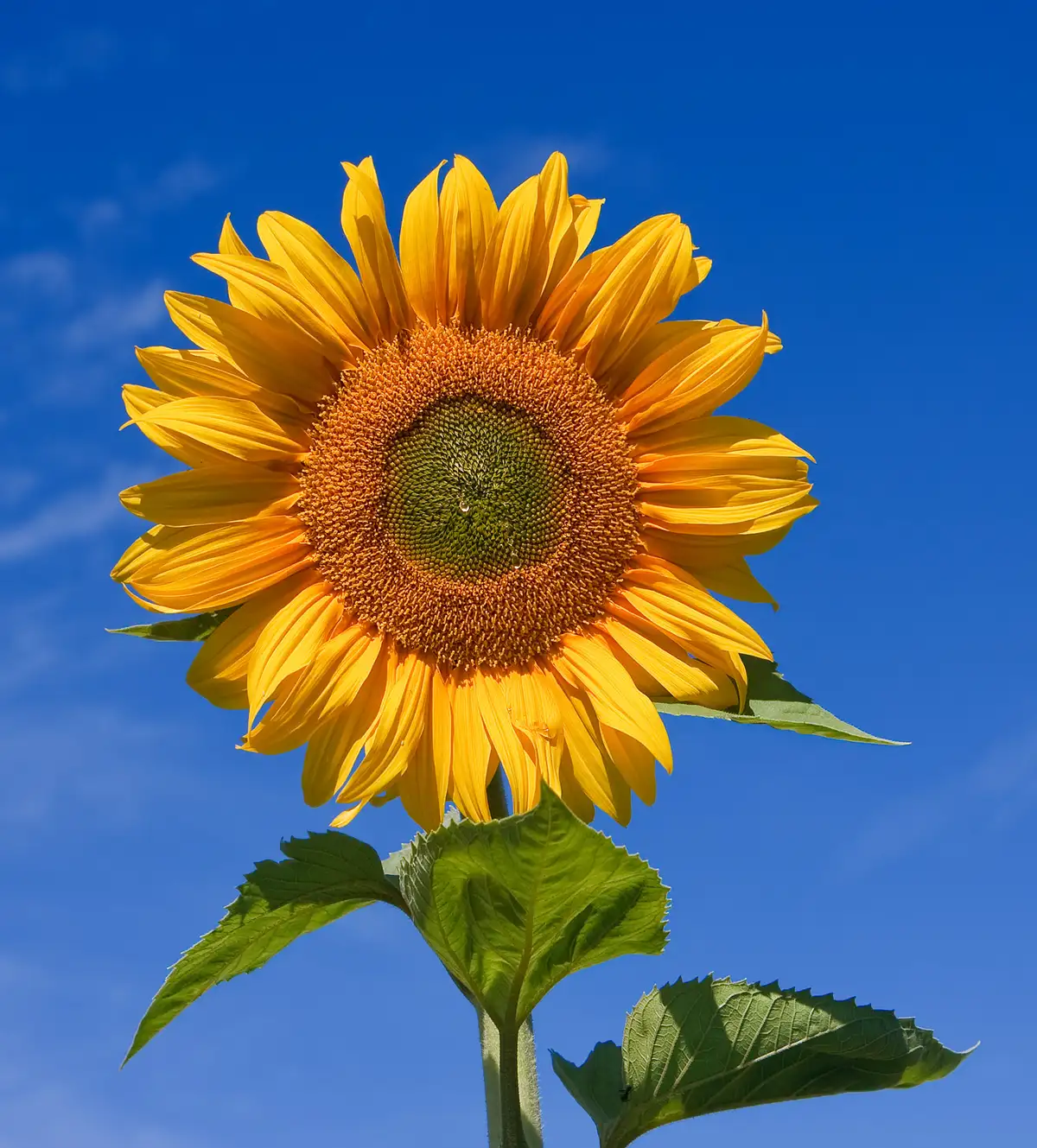 Sunflowers by Vincent van Gogh